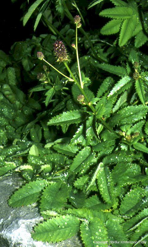 Mynd af Blóðkolli (Sanguisorba officinalis)