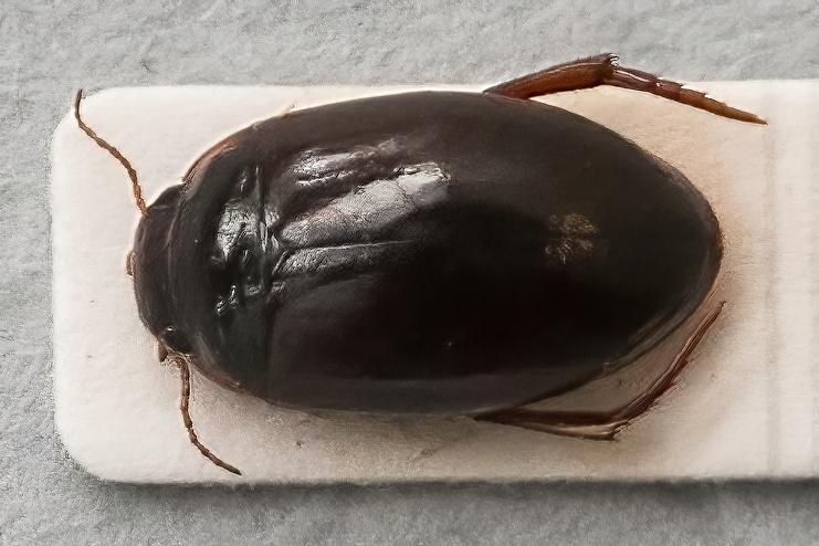 Tjarnaklukka – Agabus uliginosus