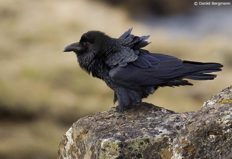 Hrafn (Corvus corax)
