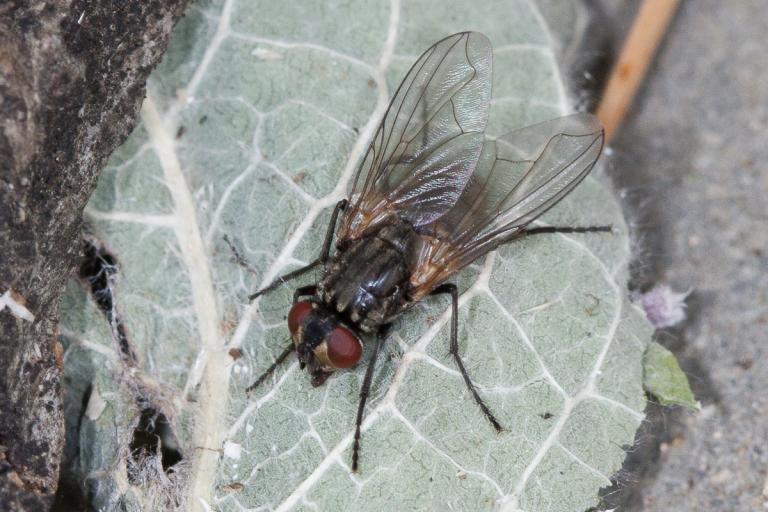 Húsfluga – Musca domestica