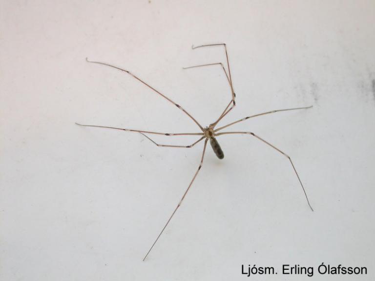 Leggjakönguló - Pholcus phalangioides