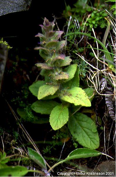 Mynd af Lyngbúa (Ajuga pyramidalis)
