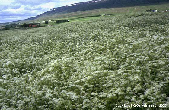 Mynd af Skógarkerfil (Anthriscus sylvestris)
