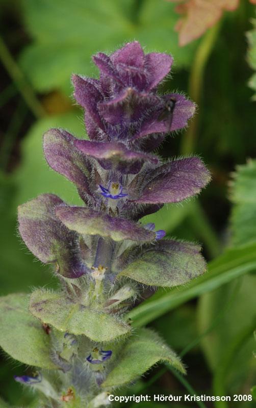 Mynd af Lyngbúa (Ajuga pyramidalis)