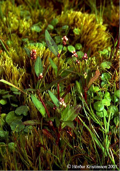 Mynd af Flóajurt (Persicaria maculosa)
