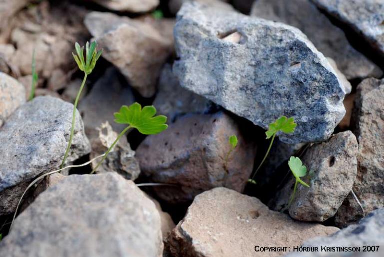 Mynd af Sifjarsóley (Ranunculus auricombus)