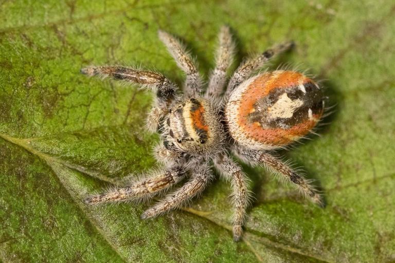 Þrúgukönguló – Phidippus johnsoni