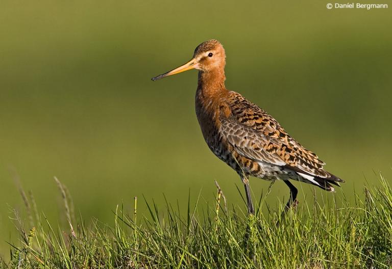 Jaðrakan (Limosa limosa)
