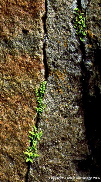 Mynd af Klettaburkna (Asplenium viride)
