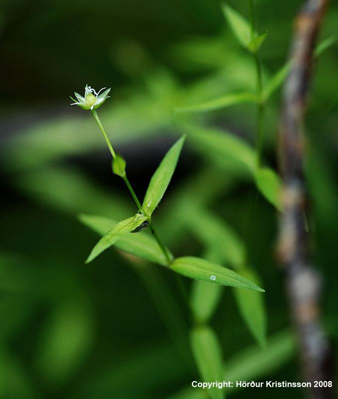 Mynd af Línarfa (Stellaria borealis)
