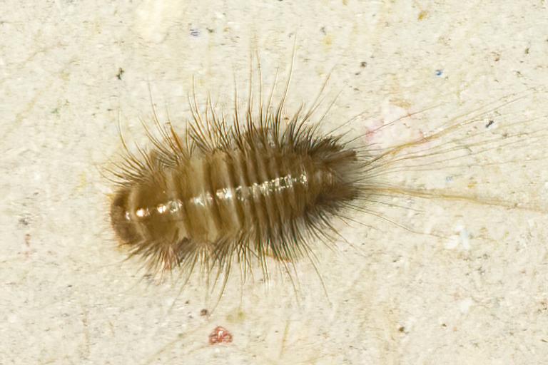 Ullargæra – Anthrenocerus australis