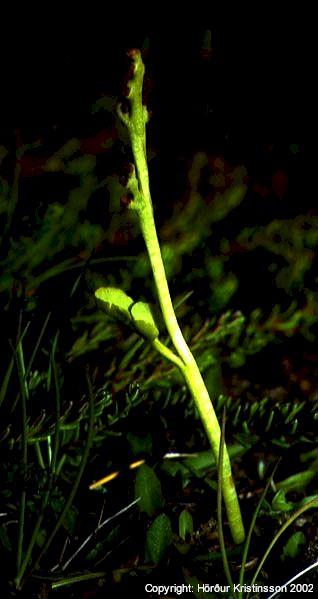 Mynd af Renglutungljurt (Botrychium simplex)