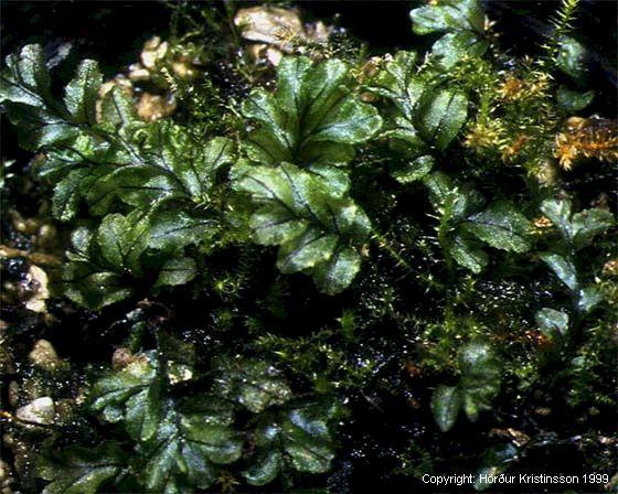Mynd af Mosaburkna (Hymenophyllum wilsonii)