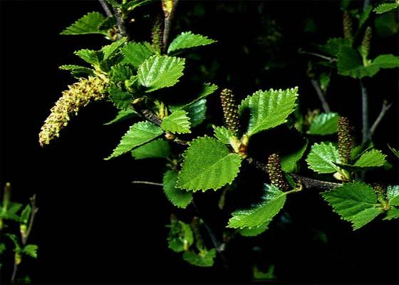 Mynd af Birki (Betula pubescens)