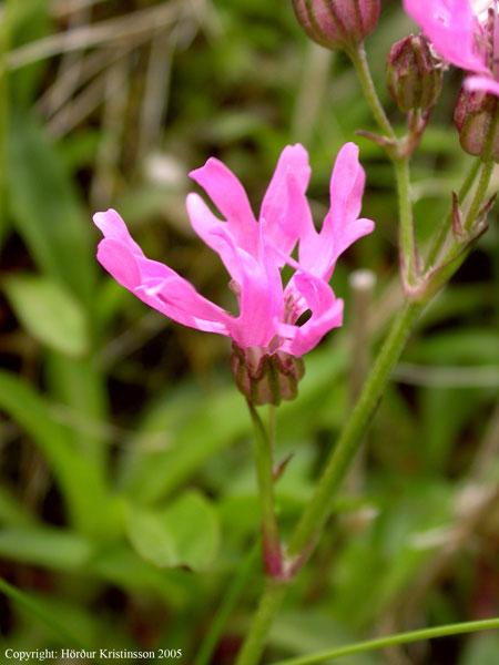 Mynd af Munkahettu (Lychnis flos-cuculi)