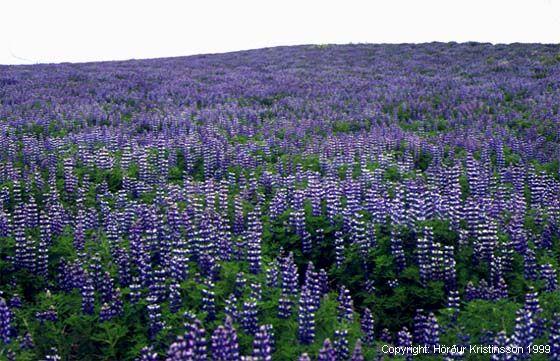 Mynd af Alaskalúpínu (Lupinus nootkatensis)