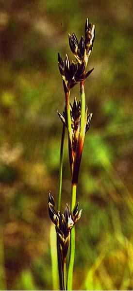 Mynd af Stinnasefi (Juncus squarrosus)