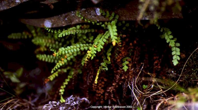 Mynd af Klettaburkna (Asplenium viride)