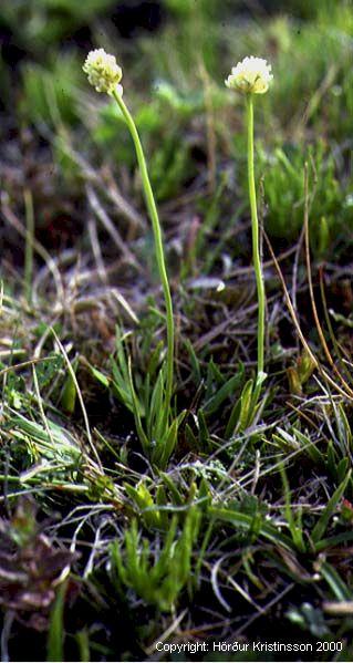 Mynd af Sýkigrasi (Tofieldia pusilla)
