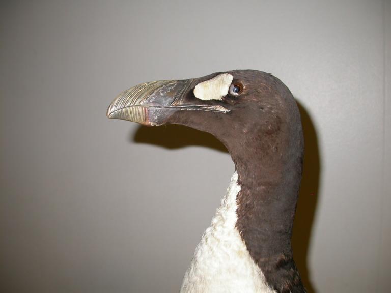 Geirfugl (Pinguinus impennis)