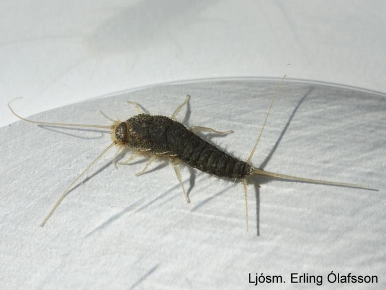 Ylskotta - Thermobia domestica