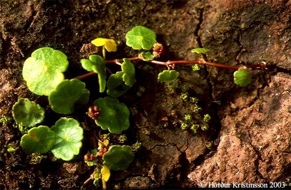 Mynd af Vatnsnafla (Hydrocotyle vulgaris)