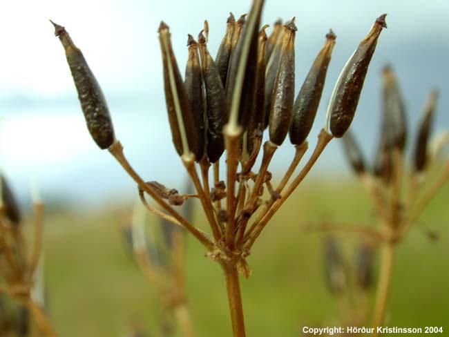 Mynd af Skógarkerfil (Anthriscus sylvestris)