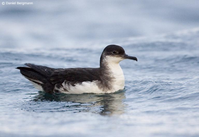 Skrofa (Puffinus puffinus)