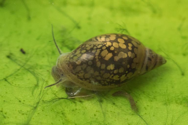 Búrbobbi (Physella heterostropha) | Náttúrufræðistofnun
