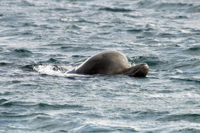 Andarnefja (Hyperoodon ampullatus)