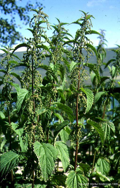 Mynd af Brenninetla (Urtica dioica)