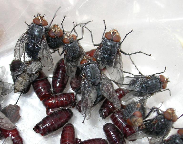 Skreiðarbokka - Calliphora vicina