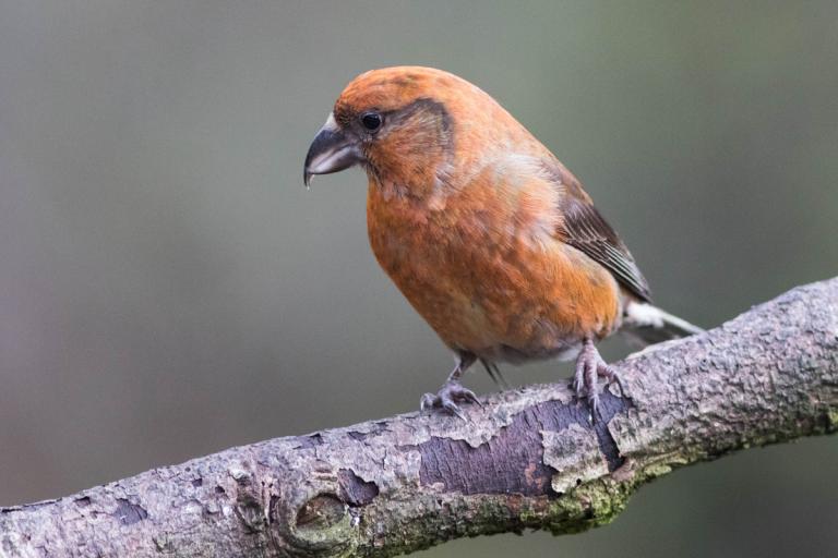 Krossnefur (Loxia curvirostra)