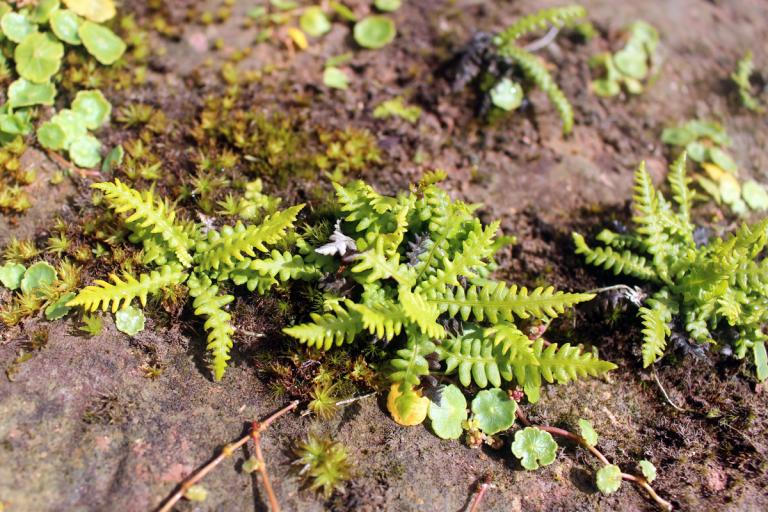Tunguskollakambur (Struthiopteris spicant var. fallax)