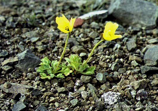 Mynd af Melasól (Papaver radicatum)