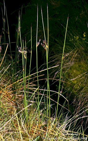Mynd af Hrossanál (Juncus arcticus)