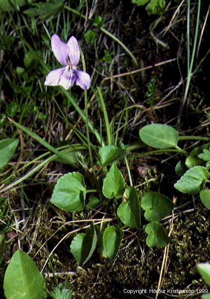 Mynd af Skógfjólu (Viola riviniana)