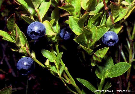 Mynd af Aðalbláberjalyngi (Vaccinium myrtillus)