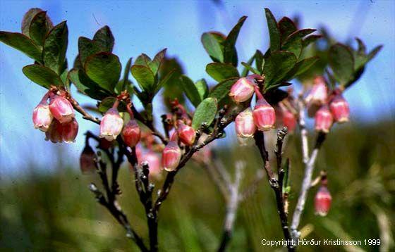 Mynd af Bláberjalyngi (Vaccinium uliginosum)