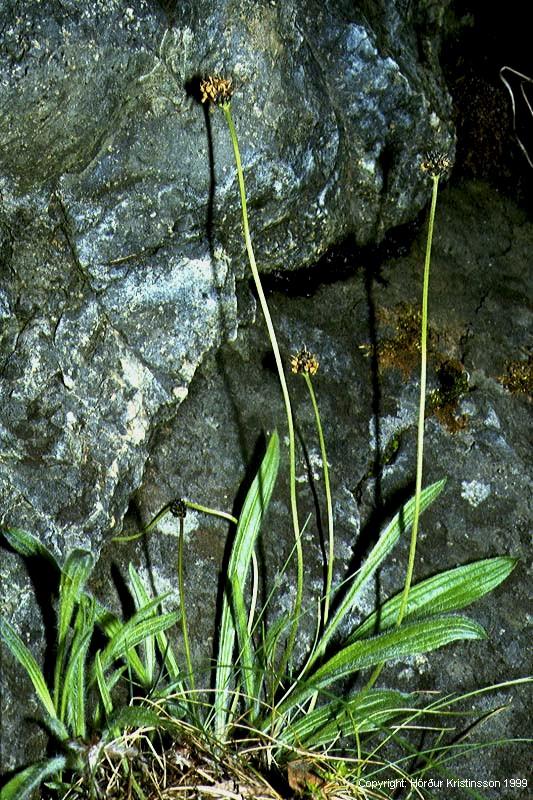 Mynd af Selgresi (Plantago lanceolata)