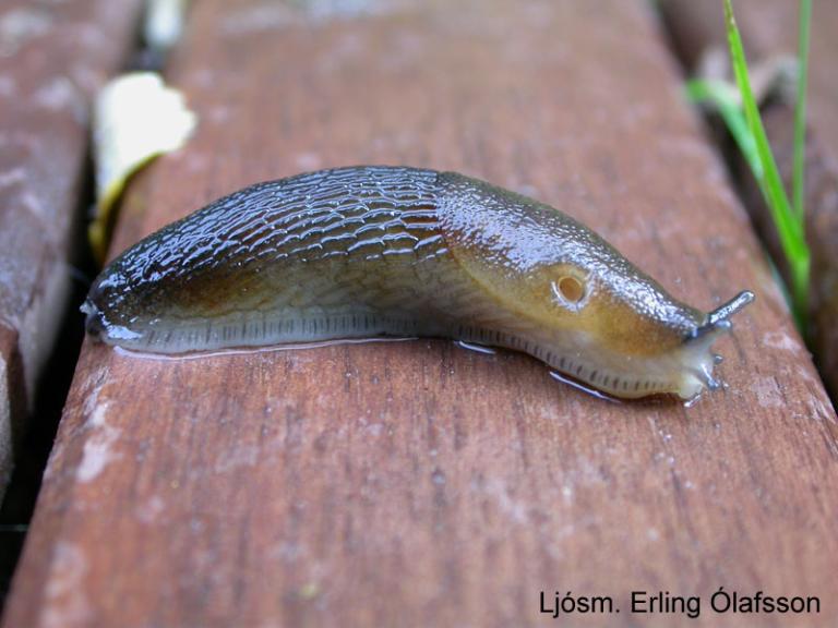 Skuggasnigill - Arion subfuscatus Skuggasnigill - Arion subfuscatus