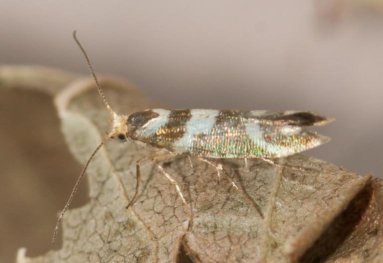 Birkiglitmölur – Argyresthia goedartella
