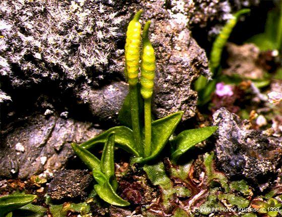 Mynd af Naðurtungu (Ophioglossum azoricum)