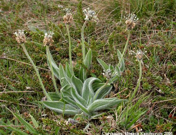 Mynd af Selgresi (Plantago lanceolata)