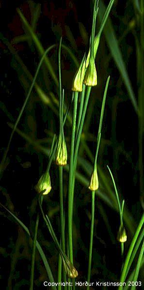 Mynd af Villilauk (Allium oleraceum)