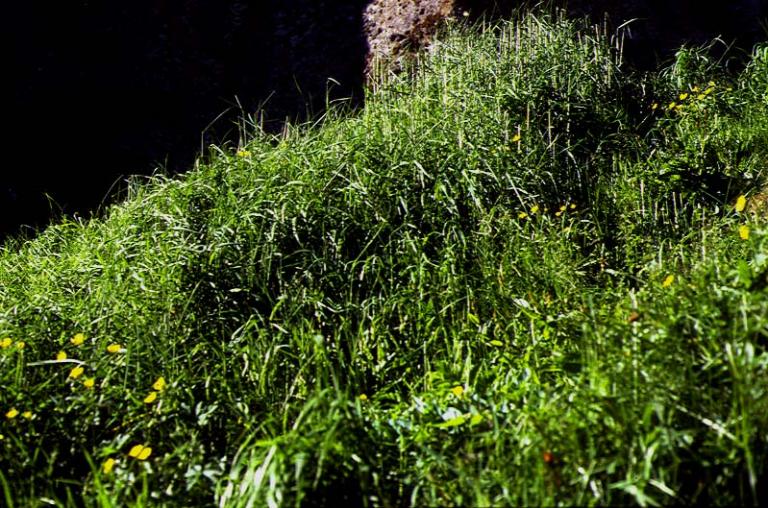 Mynd af Ginhafra (Arrhenatherum elatius)