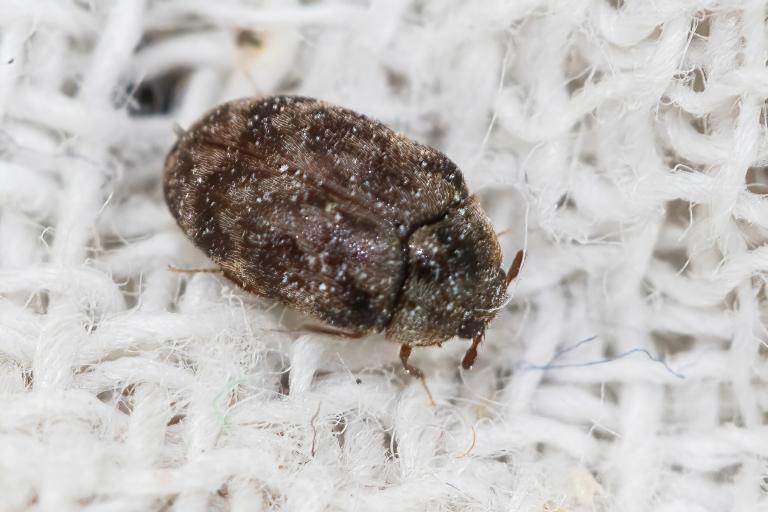 Ullargæra – Anthrenocerus australis