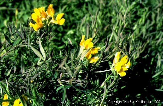 Mynd af Fuglaertum (Lathyrus pratensis)