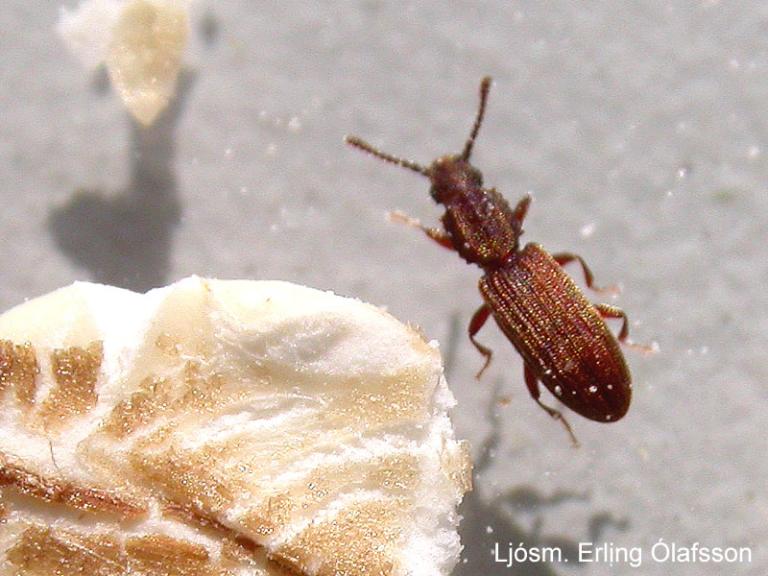 Möndlutanni - Oryzaephilus mercator