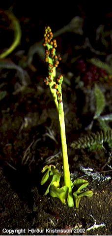 Mynd af Dvergtungljurt (Botrychium simplex)